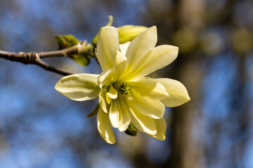 Close up of single Magnolia Gold Star flower in spring
