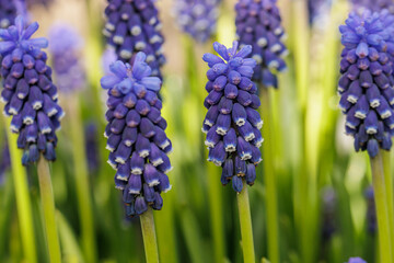 Group of Muscari armeniacum Dark Eyes flowers in spring