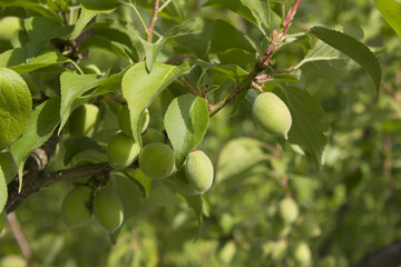 Plums hanging on branches on a farm.