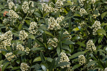 Cluster of Skimmia x confusa Kew Green flowers