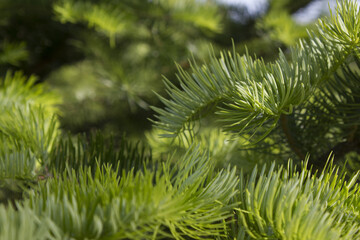 fir tree close up. Green branches of fir tree .