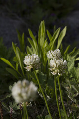 It is a White Clover flower in full bloom.