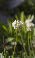 It is a White Clover flower in full bloom.