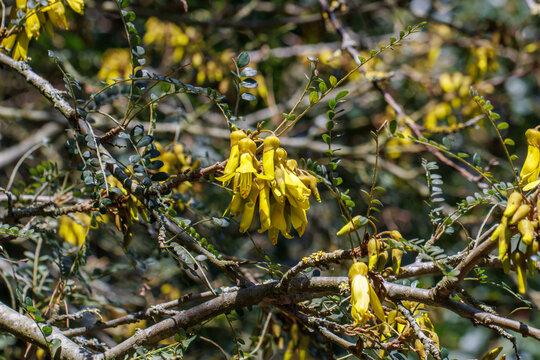 Close up of Sophora microphylla flowers in spring