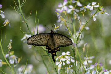 黒い蝶のジャコウアゲハ