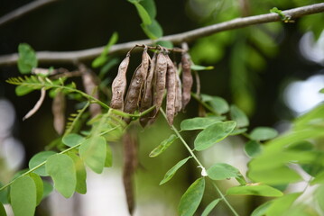 ニセアカシアの花と豆果