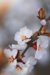 Closeup of spring pastel blooming flower. Macro cherry blossom tree branch.