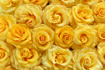 Many yellow roses are a top view. 
