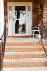 A dog inside gazes out the front door and front porch of its house watching outside.