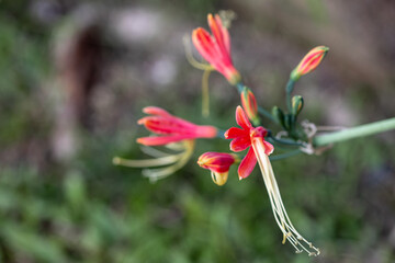 Close up Eucrosia bicolor flower in a garden.(Queen lily, Phaedranassa,Eucrosia)Beautiful orange flower.