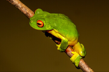 Australian Red-eyed Tree Frog (Litoria chloris)