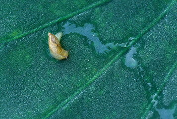 Tiny snail (species undetermined) crawling on dew-soaked leaf of sacred lotus, leaving a trail of...