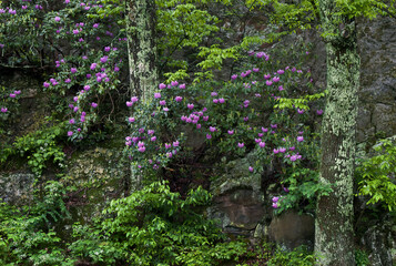Mountain rosebay (Rhododendron catawbiense) on cliff face along the Blue Ridge Parkway in central Virginia in mid-May