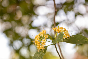 Close up Tembusu flowers in a garden.(Fagraea fragrans Roxb.)Common name in Thailand call Kan  Krao flower or Munpla flower.