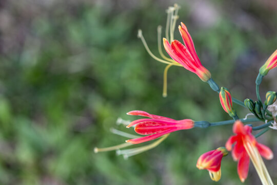 Close up Eucrosia bicolor flower in a garden.(Queen lily, Phaedranassa,Eucrosia)Beautiful orange flower.