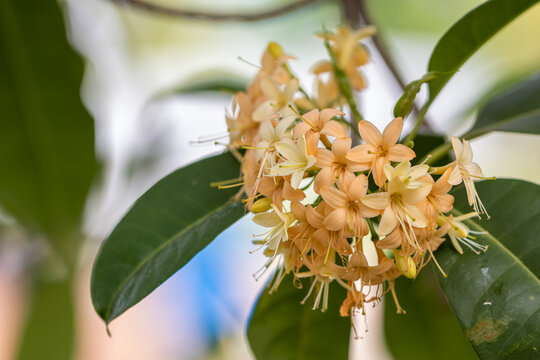 Close up Tembusu flowers in a garden.(Fagraea fragrans Roxb.)Common name in Thailand call Kan  Krao flower or Munpla flower.