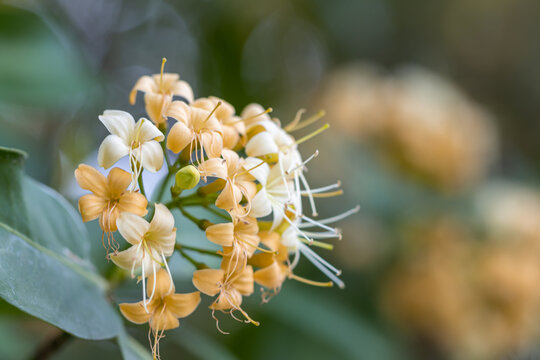 Close up Tembusu flowers in a garden.(Fagraea fragrans Roxb.)Common name in Thailand call Kan  Krao flower or Munpla flower.