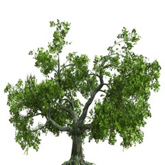 Summer tree 3d illustration isolated on white background
