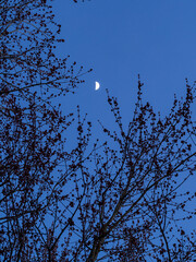 moon rise above the silhouette of the tree branches near dusk