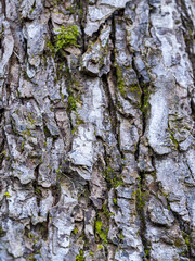 surface texture of cracked tree bark with some green moss grown on the gaps