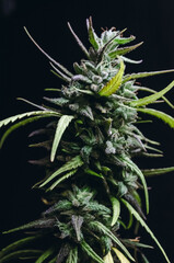 weed and man smoking joint 