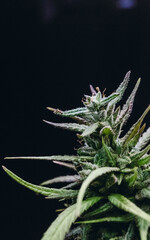 weed and man smoking joint 