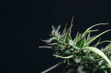 weed and man smoking joint 