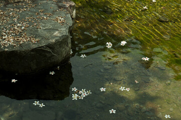 Backgound of flowers on water with sunlight reflection