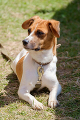 A tired red-and-white dog lying on a lawn with fine grass.