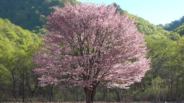 桧原の一本桜・裏磐梯（福島県・北塩原村）