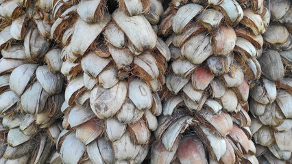 A pile of old coconut husks in the Pangandaran area, Indonesia