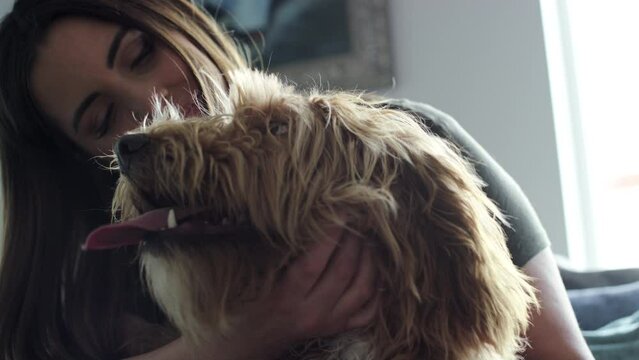Close on shaggy labradoodle dog as beautiful brunette woman lovingly pets it