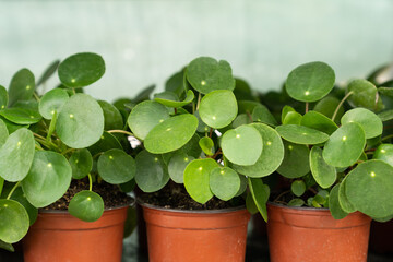 Closeup of Pilea peperomioides houseplants in flower plastic pots at nursery or garden center. Succulent. Chinese money plant. Indoor gardening