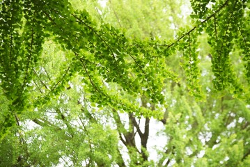Ginkgo tree in the park in early summer.