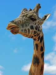 Giraffe close up of head "The Thinker" 