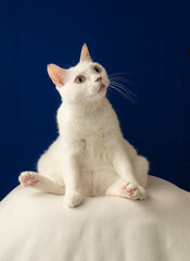 かわいい白猫のポートレート　青い背景