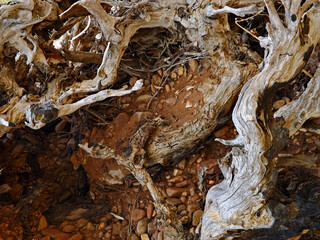 Close up of background dried wood branches amongst red dirt and stones "Escaping Wooden Spirts"
