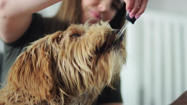 Beautiful brunette woman gives medicine to her large labradoodle dog slow motion