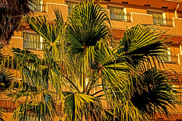 Fototapeta na wymiar The palm tree in the hotel