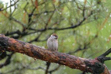 人家の近くに生息するスズメの雛