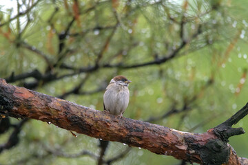  身近な鳥のスズメ