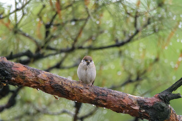 スズメ目のスズメの雛