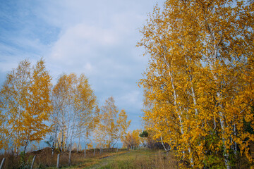 Fototapeta premium Autumn trail along the lakes shore. Yellow birches branches against a cloudy sky. Tranquil nature landscape.
