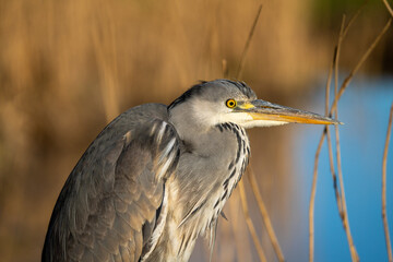 Close up of a juvenile grey heron perched on a fence in rural Netherlands
