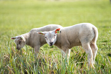Fototapeta premium Two lambs grazing in a field in netherlands