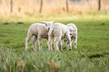 Huddle of three lambs playing in a field in Netherlands