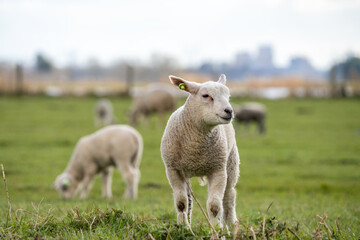 Stoic lamb surveying its world from a field of sheep in the Netherlands