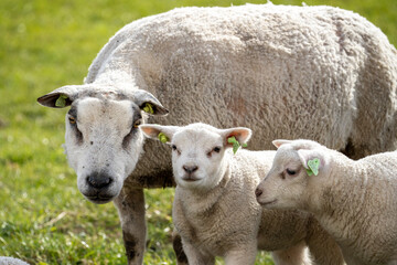 Two lambs and their mother watching the camera in the Netherlands