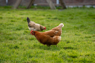 Two chickens foraging in the grass in the Netherlands