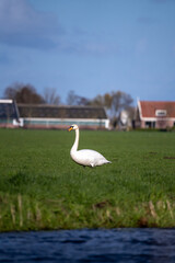 Mute Swan standing in a farm field in rural Netherlands